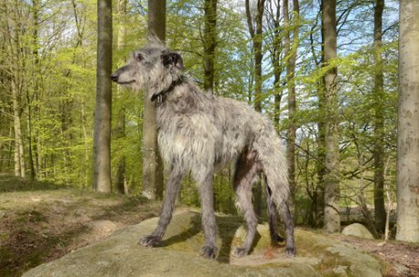 Scottish Greyhound in the woods