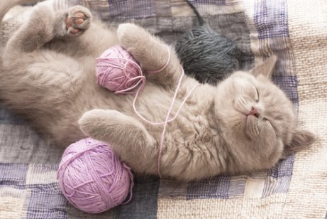 Cat purring and lying down with some yarn
