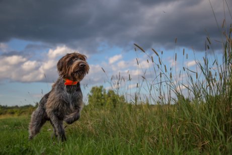 Hunting dog running through a field