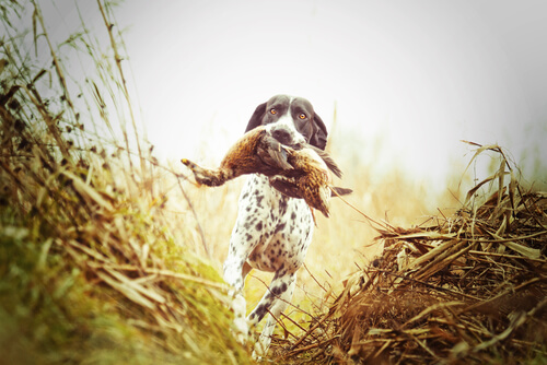 Different Types of Hunting Dogs