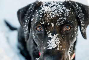 Hypothermia In Dogs: Symptoms and Treatment