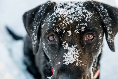 Hypothermia In Dogs: Symptoms and Treatment
