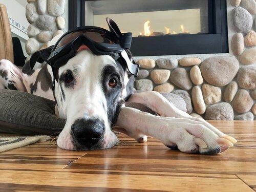 Great Dane lying on the floor