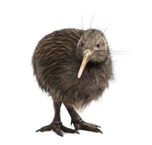 Meet the Kiwi, A Flightless Bird - My Animals