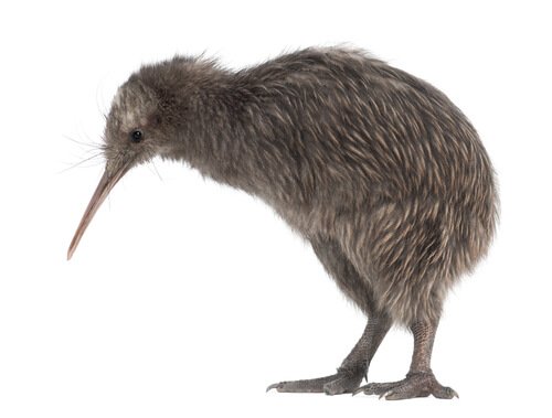A Kiwi