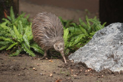 kiwi hunting for insects
