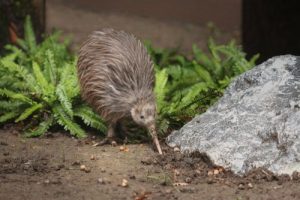 Meet the Kiwi, A Flightless Bird