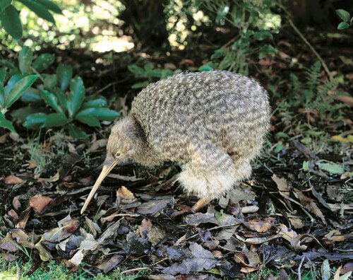 Kiwi looking for insects