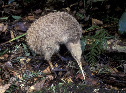 The kiwi is the national bird of New Zealand