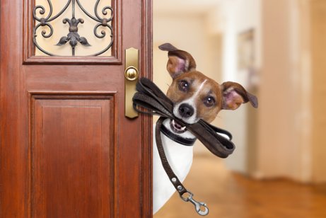 Dog with a leash in its mouth while waiting at the door