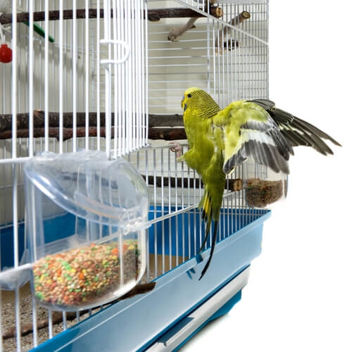 Bird climbing on its cage