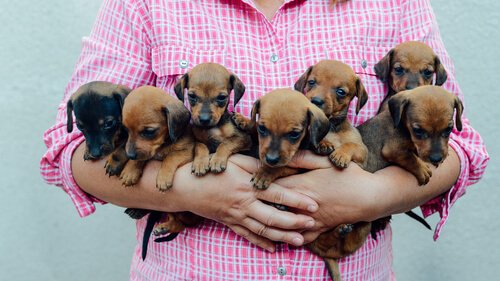 Lady holding a litter of puppies