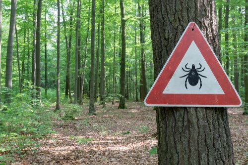 Tick warning sign in the forest