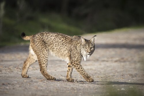 Lynx walking in the middle of the road