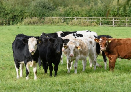 Mini cows in a field looking at the photographer