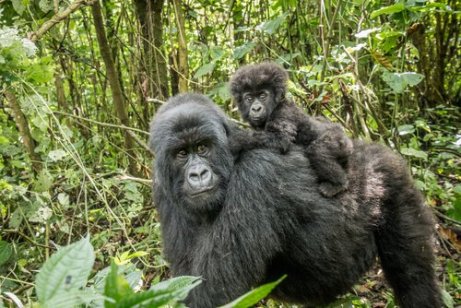 Mother and baby gorilla walking through the jungle