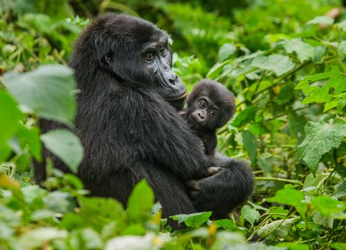 Mountain Gorilla and her baby