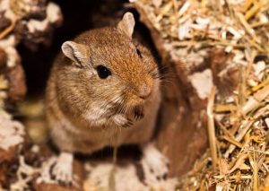 Very Unique Names for Gerbils, of Egyptian and Arabic Origin