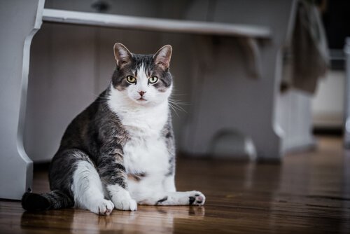 Fat cat that was sterilized 