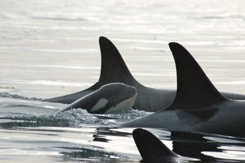Pack of orcas swimming