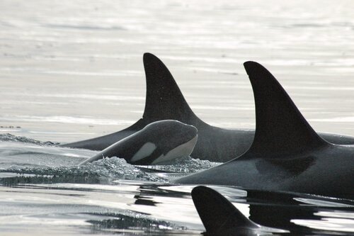 Pack of orcas swimming 