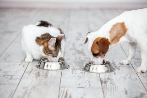 Good Quality Pet Food: what to look for when it comes down to it