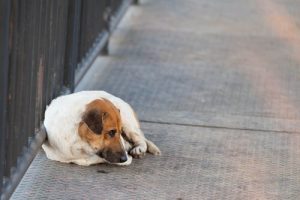 What To Do If You Lose Your Pet