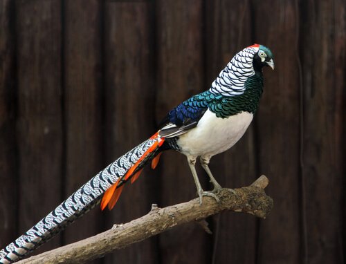 Silver Pheasant on a branch