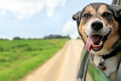 Go on vacation with your dog, this one loves the breeze of going on a road trip