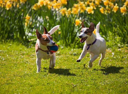 Two Jack Russel Terriers running in a garden with a ball