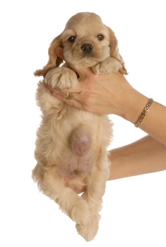 Puppy with umbilical hernia