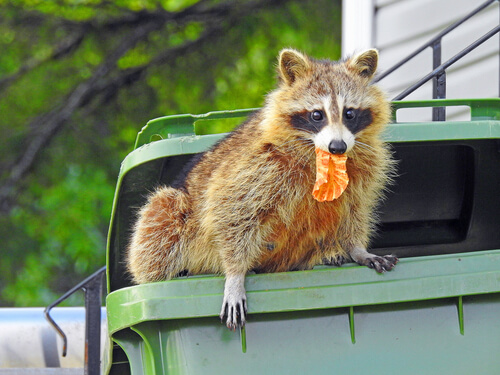 Raccoon that's dumpster diving