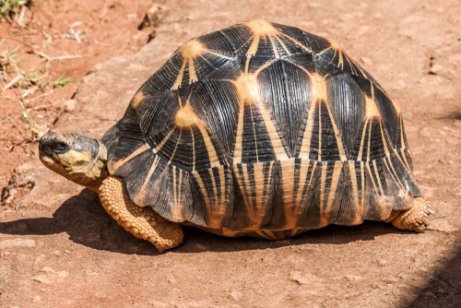 The radiated tortoise 