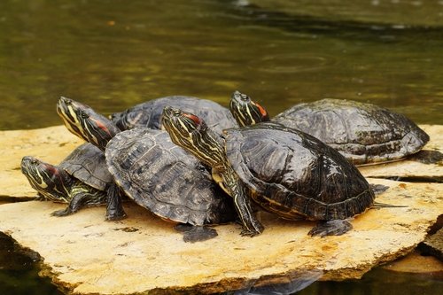 5 aquatic turtles resting on a flat rock.