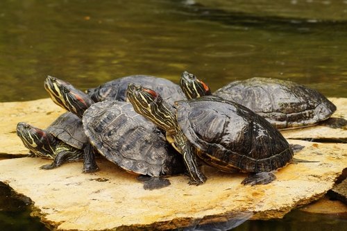 5 aquatic turtles resting on a flat rock. 