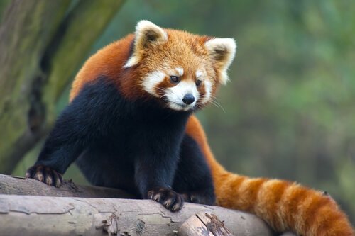 Red Panda on a fallen tree