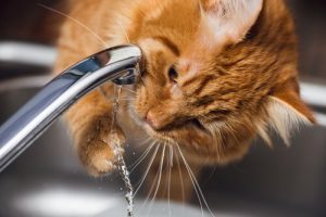 Renal Problems in Cats: symptoms and treatment