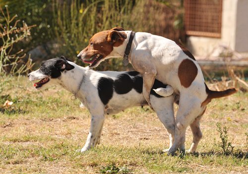Two Jack Russel terriers mating