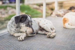 Scabies: how to tell if your dog has scabies