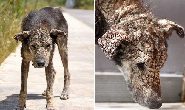 Dog with a sever case of scabies