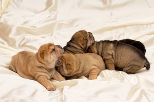 Have you heard of these wrinkly dogs?