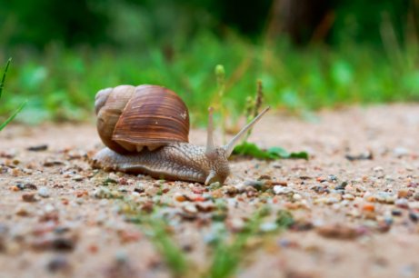 Snail crawling on the ground