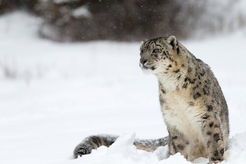 Snow Leopard sitting in the snow looking into the distance