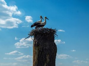 Klepetan and Malena, Two Birds that Love Each Other