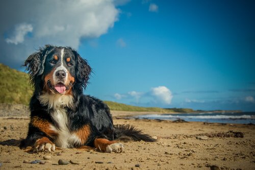 Summer Infections: the infections your dog can get