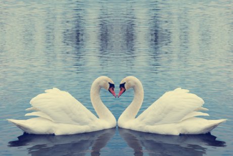 Two swans swimming