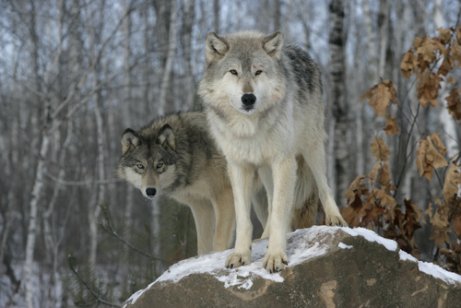 Two wolves standing on a rock during a snowy day