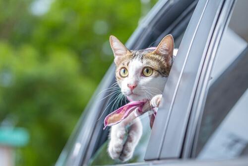 Cat riding in a car with his head out the window