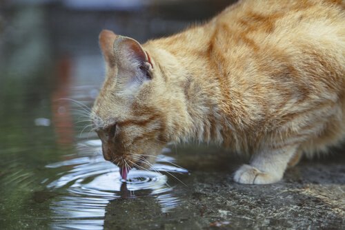 Cat drinking water from a pond