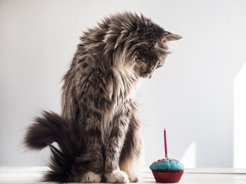 Cat looking at a cupcake